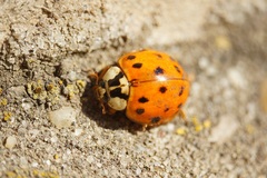 Harmonia axyridis