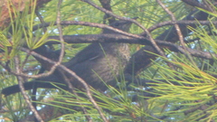 Turdus merula