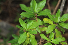 Escallonia paniculata