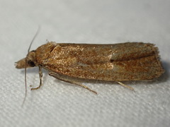 Celypha rufana