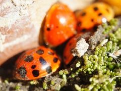 Harmonia axyridis