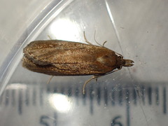 Celypha rufana