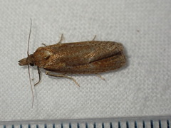 Celypha rufana