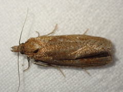 Celypha rufana