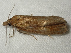 Celypha rufana