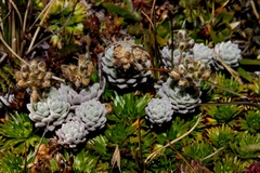 Draba obovata