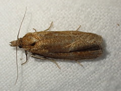 Celypha rufana