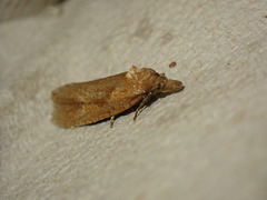 Celypha rufana