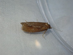 Celypha rufana