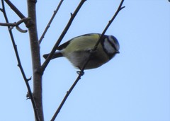 Cyanistes caeruleus