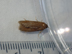 Celypha rufana