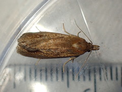Celypha rufana