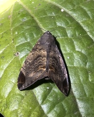 Achaea thermopera