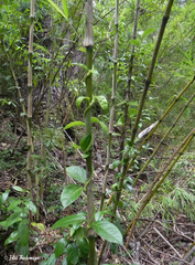 Elytropus chilensis