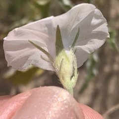 Ipomoea magnusiana