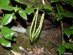 Elytropus chilensis