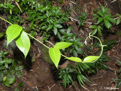 Elytropus chilensis