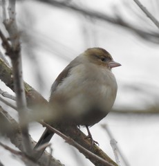 Fringilla coelebs