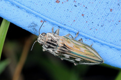 Chalcophora georgiana