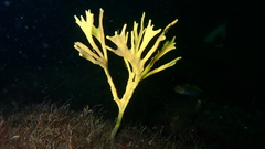 Homaxinella amphispicula