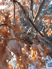 Callirhytis frequens