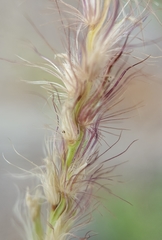 Cenchrus ciliaris image