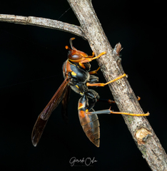 Polistes veracrucis