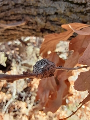 Callirhytis frequens