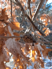 Callirhytis frequens