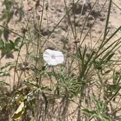 Ipomoea magnusiana