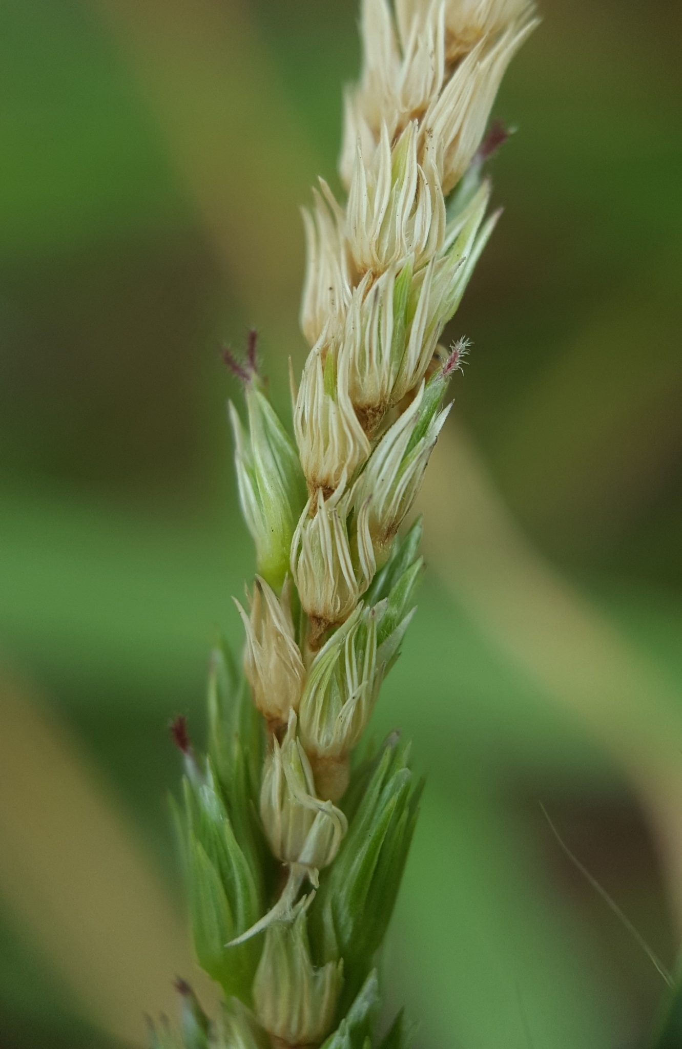 (c) François Rousseu, certains droits réservés (CC BY-NC) https://www.inaturalist.org/observations/104720869