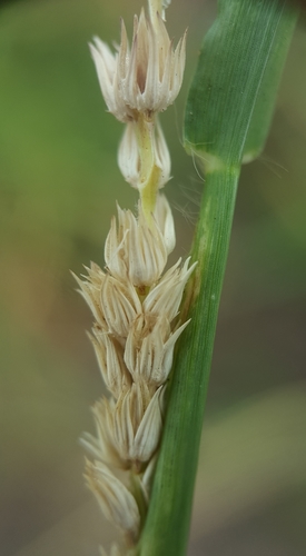 Cenchrus setigerus