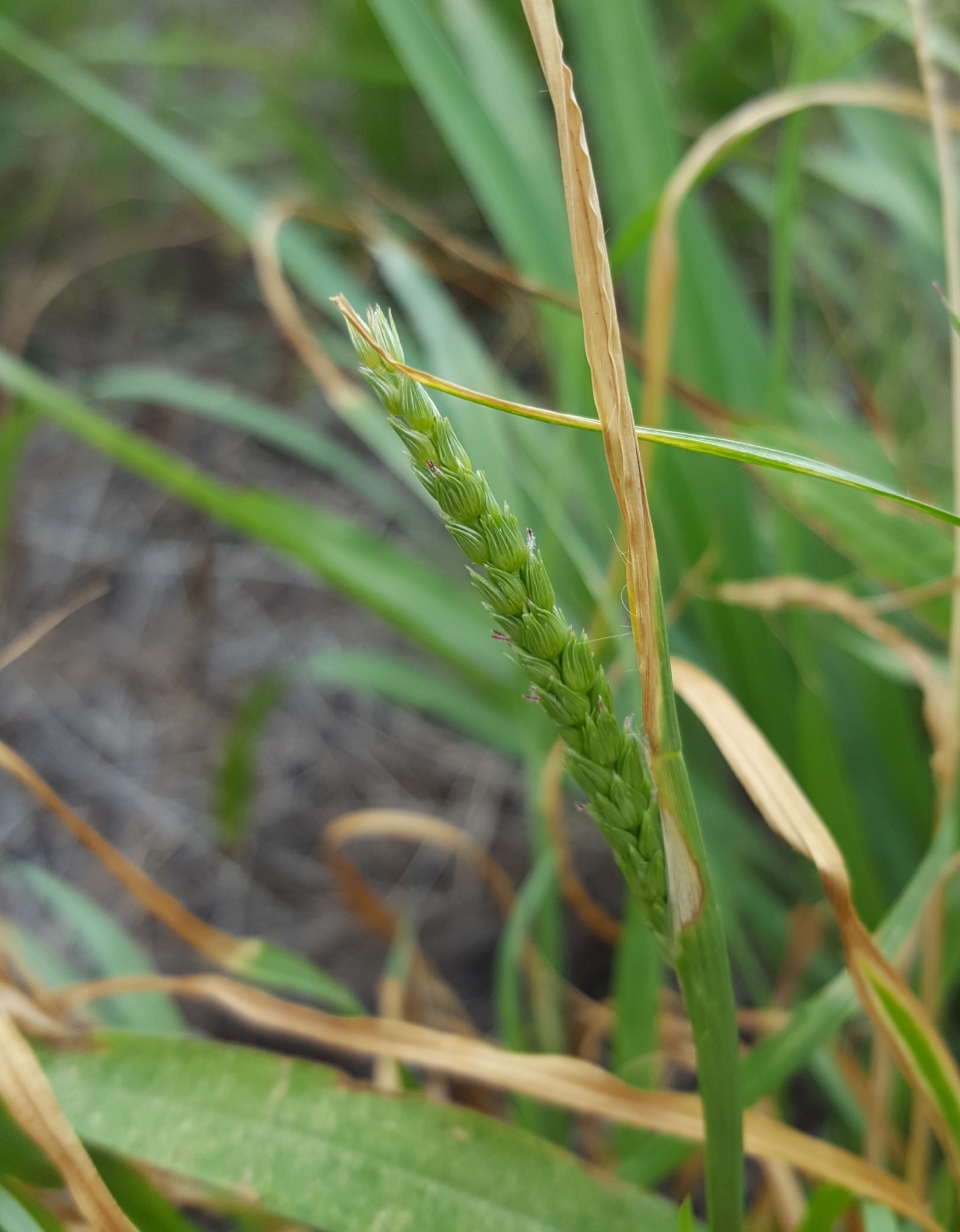 (c) François Rousseu, certains droits réservés (CC BY-NC) https://www.inaturalist.org/observations/104720869