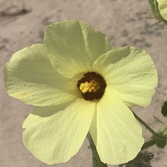 Hibiscus schinzii