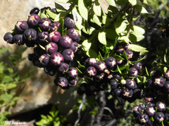 Gaultheria phillyreifolia