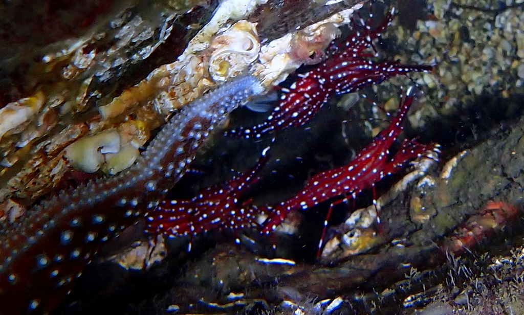 Sparkling Shrimp