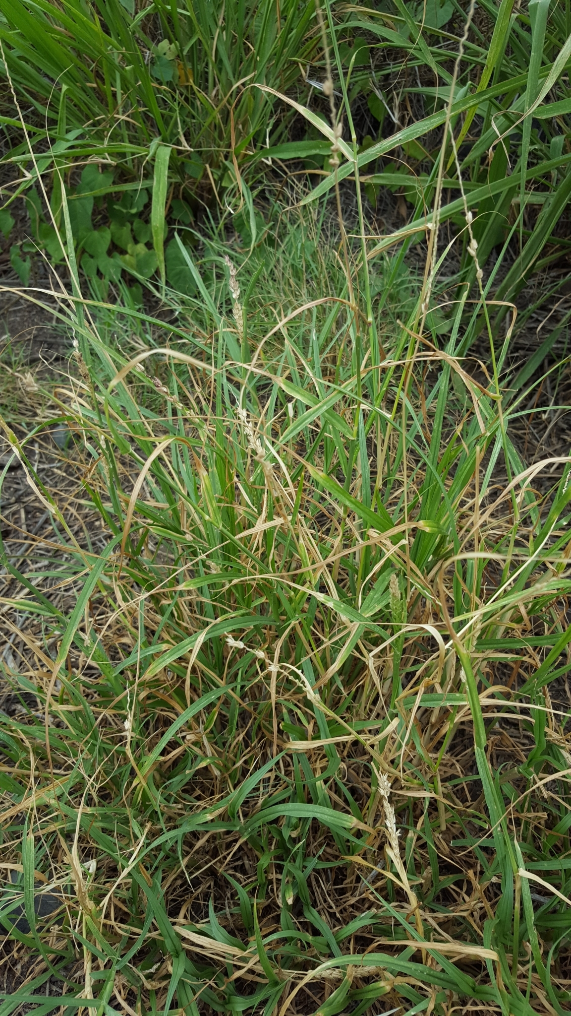 (c) François Rousseu, certains droits réservés (CC BY-NC) https://www.inaturalist.org/observations/104720869