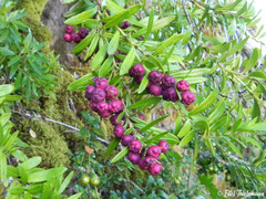 Gaultheria tenuifolia