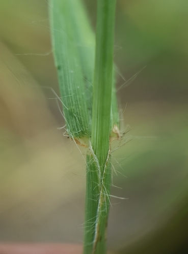 Cenchrus setigerus
