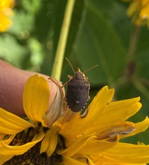Holcostethus abbreviatus