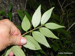 Griselinia ruscifolia