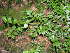 Griselinia ruscifolia