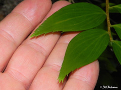 Griselinia ruscifolia