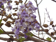 Paulownia tomentosa