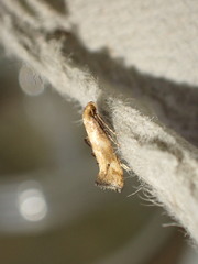 Epermenia illigerella