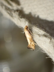 Epermenia illigerella