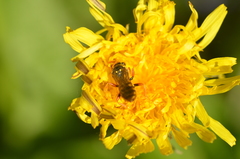 Nomada goodeniana