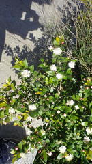 Myrtus communis communis