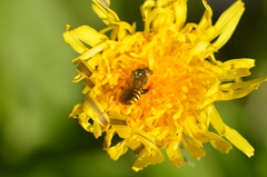 Nomada goodeniana