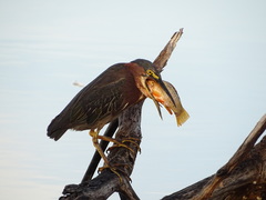 Floridichthys polyommus